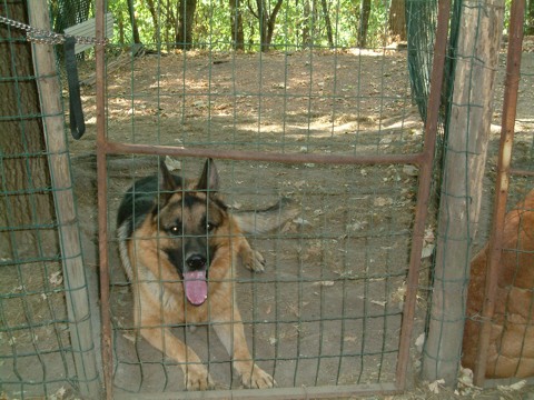Zeus