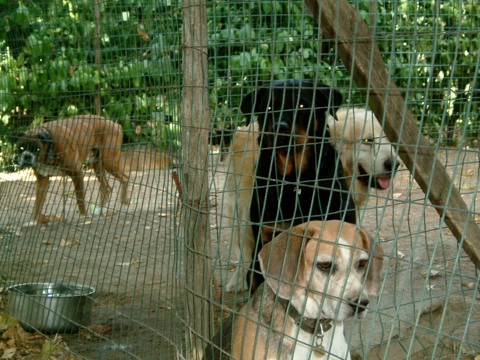 Heidi e Ricky, Rocky e Luna