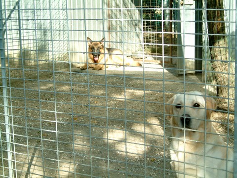 Fred e Duke