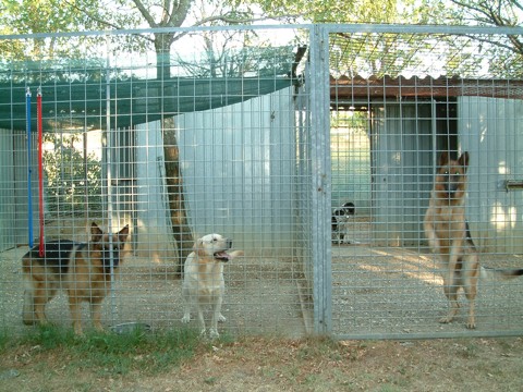 Fred, Duke e Ingrid la saltatrice