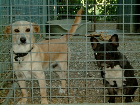 Pongo e Attila