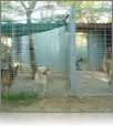 Fred, Duke e Ingrid la saltatrice
