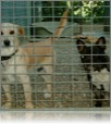 Pongo e Attila