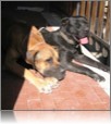 Argo e Pupa si sono trasferiti molto lontano ma ci pensano sempre!